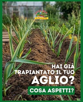 Orto Mio Forli