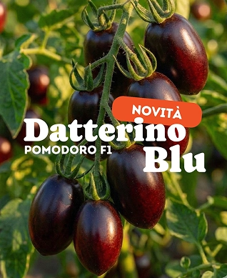 Orto Mio Forli